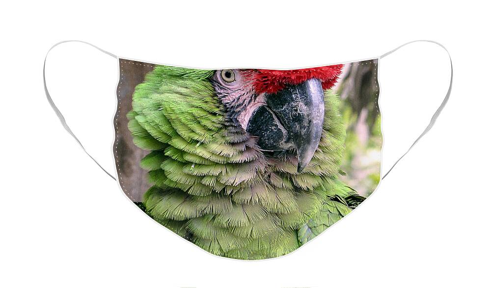 Portrait Face Mask featuring the photograph George the Parrot by Bob Slitzan