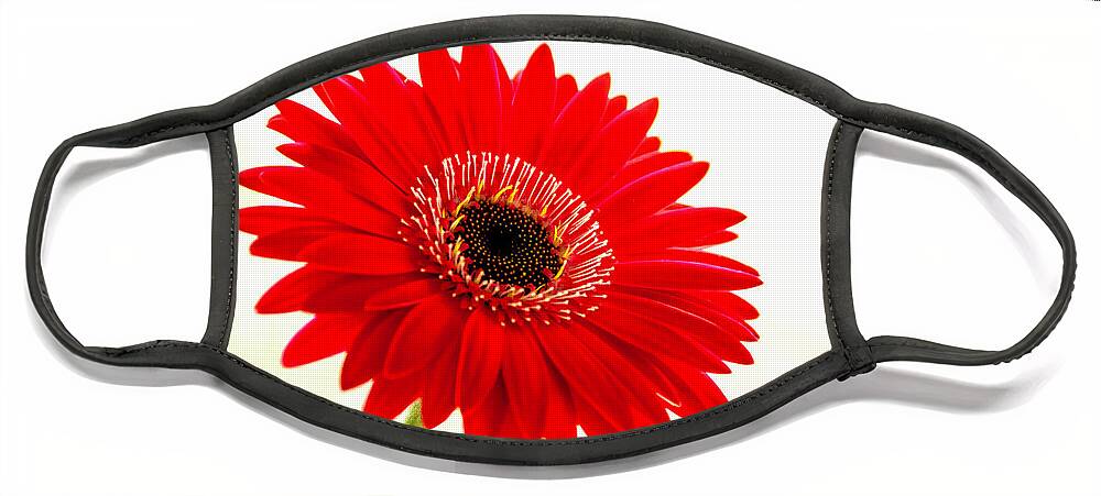 Flower Face Mask featuring the photograph Gerbera Daisy by Wolfgang Stocker