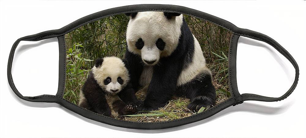Mp Face Mask featuring the photograph Giant Panda Ailuropoda Melanoleuca by Katherine Feng