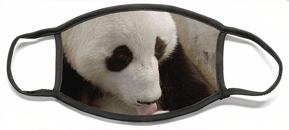 Mp Face Mask featuring the photograph Giant Panda Ailuropoda Melanoleuca Xi by Katherine Feng