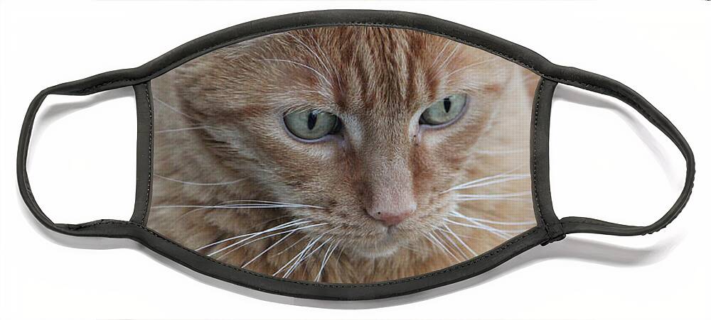 Ginger Tabby Face Mask featuring the photograph Ginger Cat by Donna L Munro