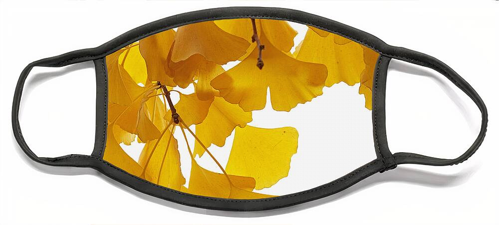 Fn Face Mask featuring the photograph Ginkgo Ginkgo Biloba Leaves In Autumn by Aad Schenk