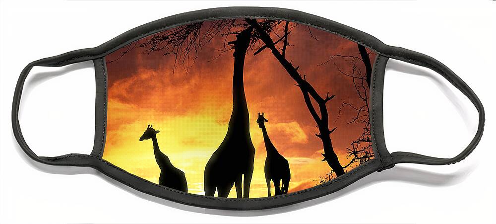 Giraffa Camelopardalis Face Mask featuring the photograph Giraffes at Runrise by Warren Photographic