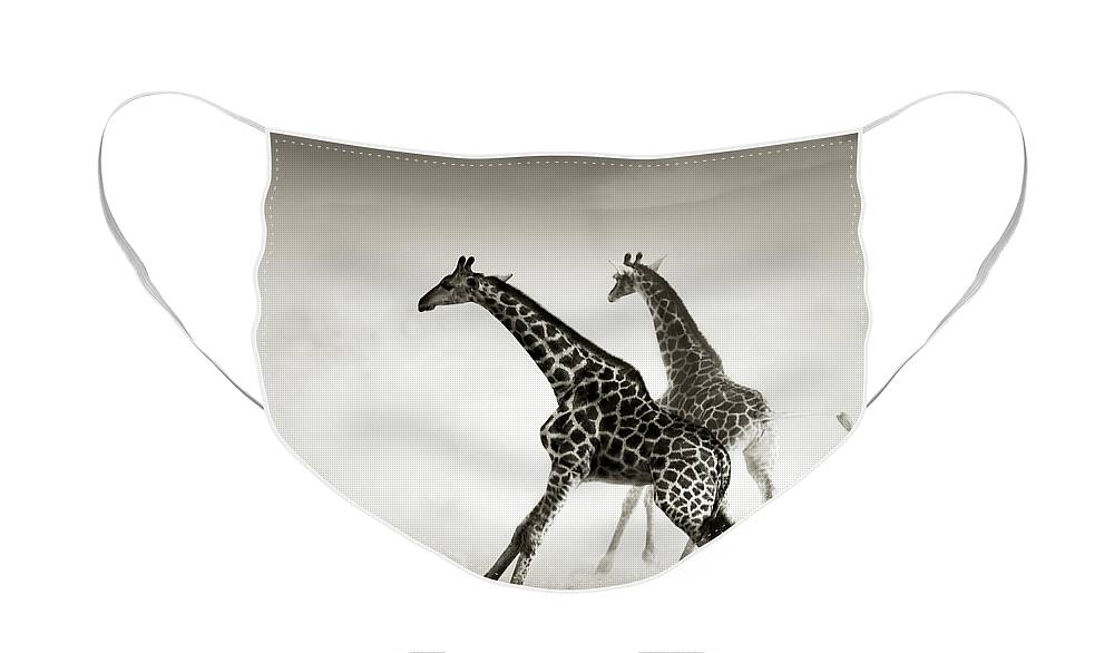 Giraffe Face Mask featuring the photograph Giraffes fleeing by Johan Swanepoel