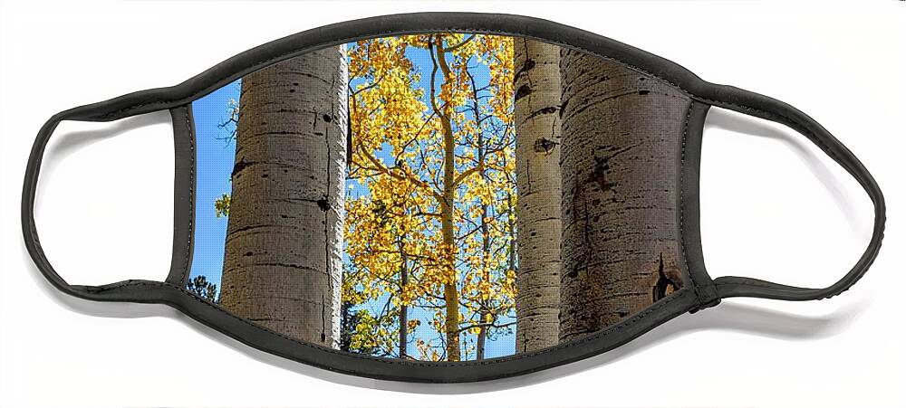 Aspens Face Mask featuring the photograph Glowing Grove by Michael Brungardt