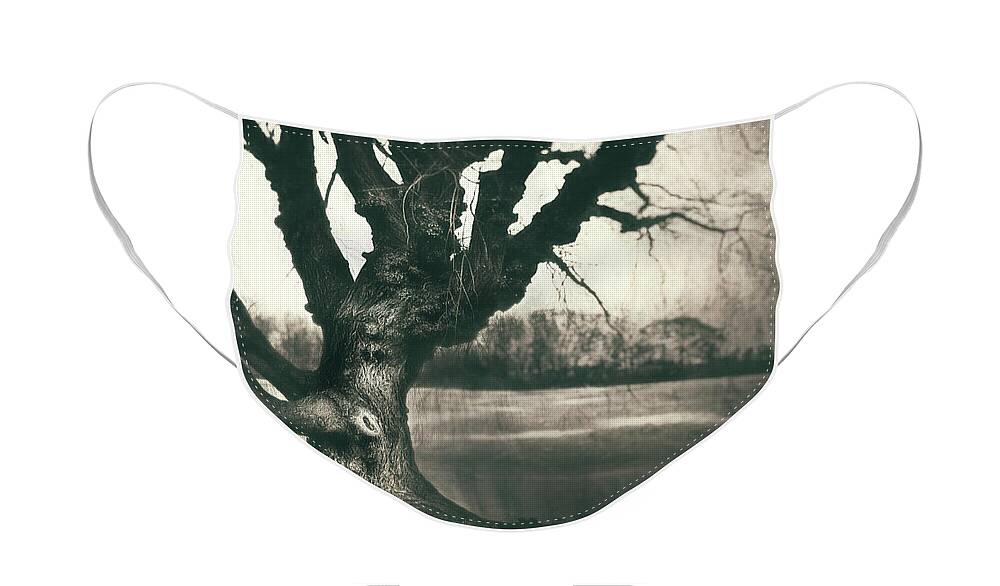Gnarled Face Mask featuring the photograph Gnarled Old Tree by Scott Norris