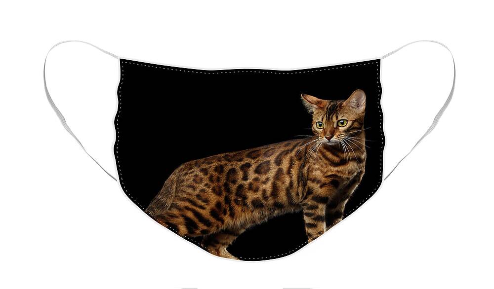 Cat Face Mask featuring the photograph Gold Bengal Cat on Isolated black background by Sergey Taran