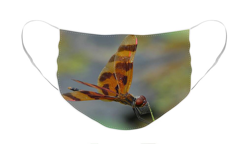 Insect Face Mask featuring the photograph Golden Dragonfly by Carl Moore