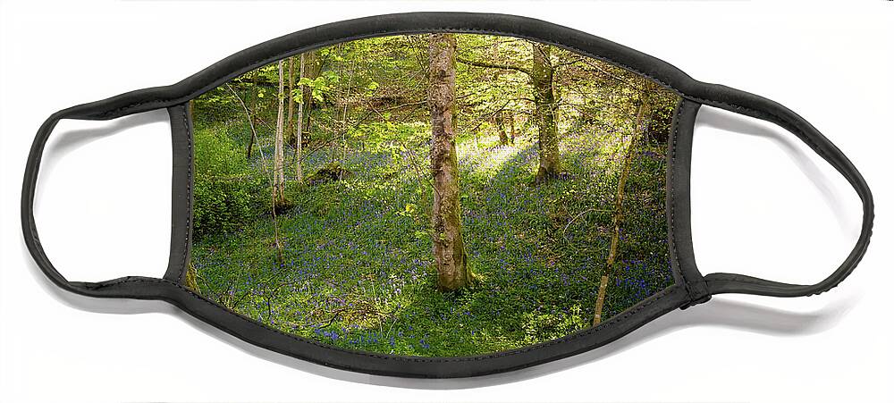Bolton Abbey Face Mask featuring the photograph Golden hour in the woods by Mariusz Talarek