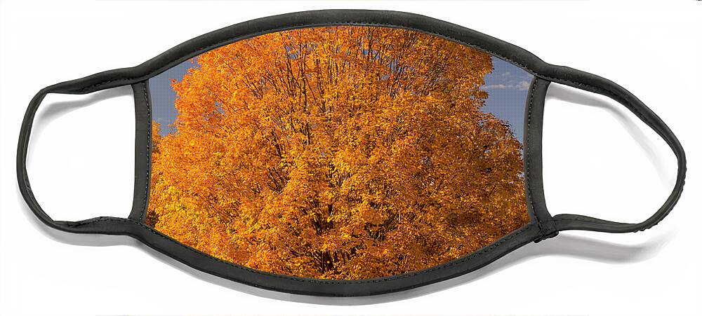 Autumn Face Mask featuring the photograph Golden Tree Of Autumn by Gary Slawsky