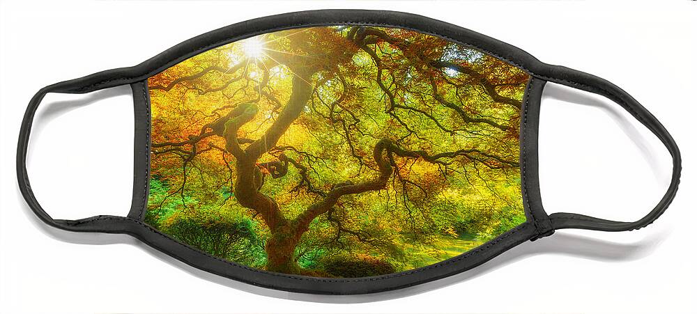 Trees Face Mask featuring the photograph Good Morning Sunshine by Darren White