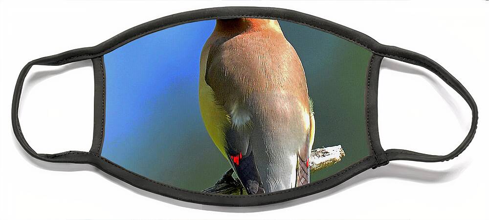 Waxwing Face Mask featuring the photograph Gorgeous Cedar Waxwing by Rodney Campbell