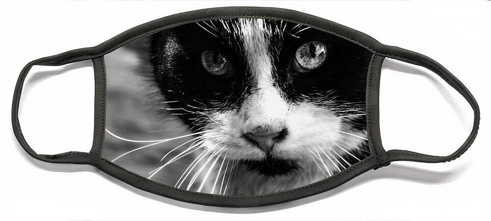 Cats Face Mask featuring the photograph Gorgeous close up BW by Sandra Dalton