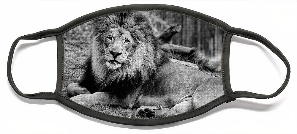 Lion Face Mask featuring the photograph Gorgeous Male Lion San Diego CA by Lawrence Knutsson
