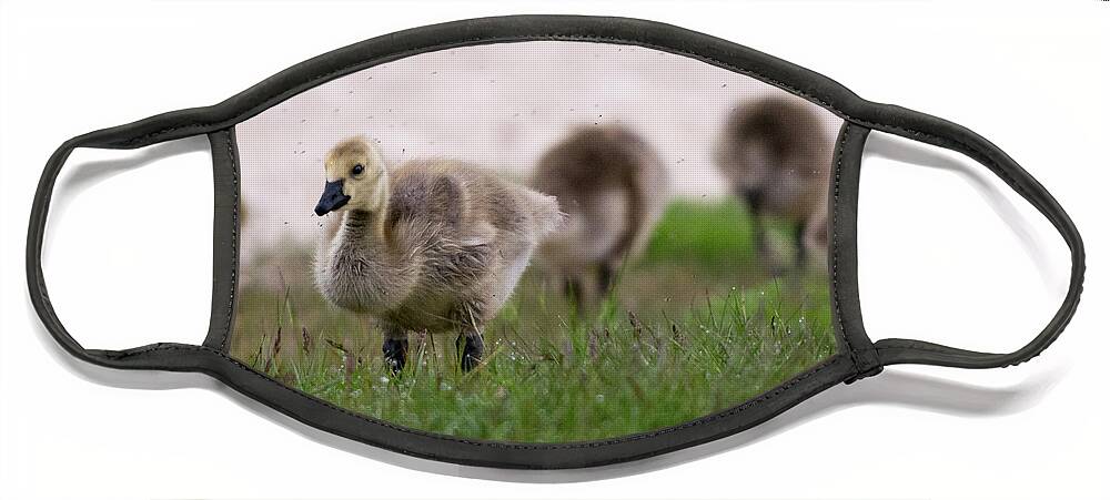 Birds Face Mask featuring the photograph Gosling with Fleas by William Christiansen