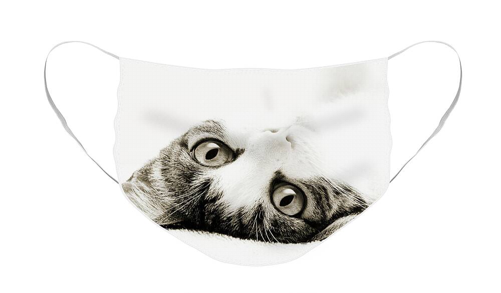 Cat Face Mask featuring the photograph Grand Kitty Cuteness BW by Andee Design