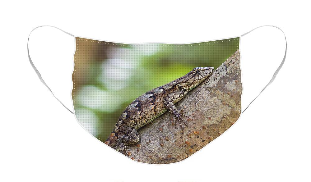 America Face Mask featuring the photograph Gravid Eastern Fence Lizard by Richard Leighton