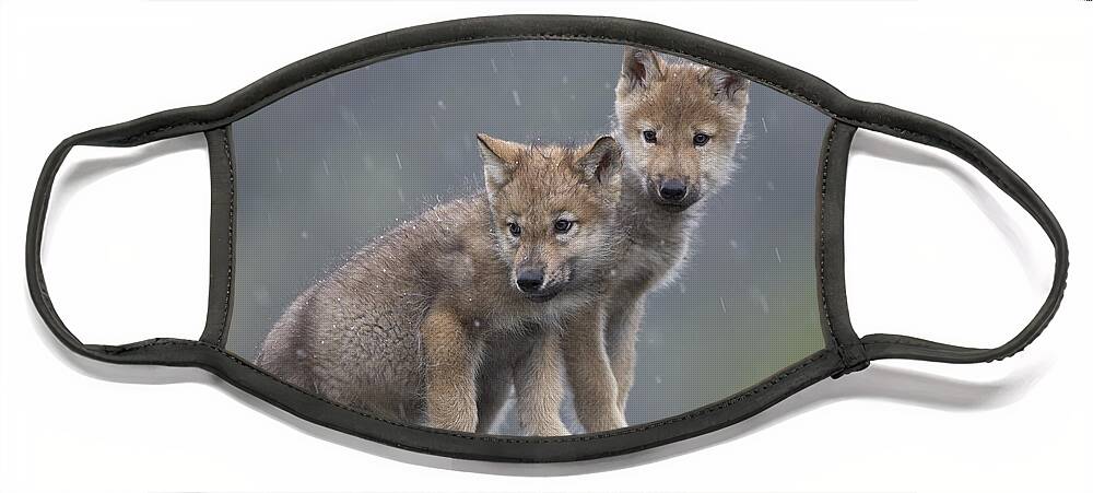 Mp Face Mask featuring the photograph Gray Wolf Canis Lupus Pups In Light by Tim Fitzharris