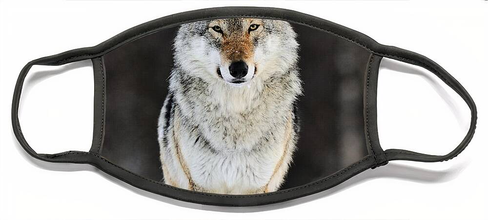 Mp Face Mask featuring the photograph Gray Wolf in the Snow by Jasper Doest