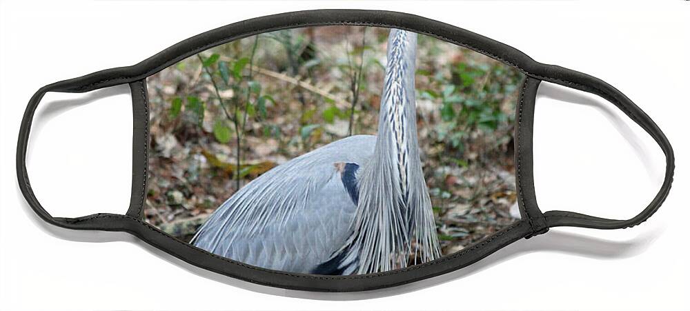 Great Blue Heron Face Mask featuring the photograph Great Blue Heron A 1-1-11 by Suzanne Gaff