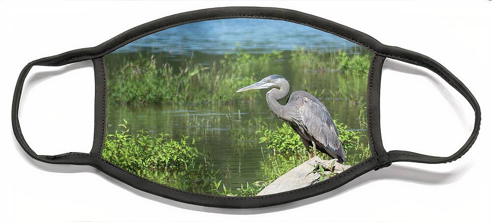 Heron Face Mask featuring the photograph Great Blue Heron by John Benedict