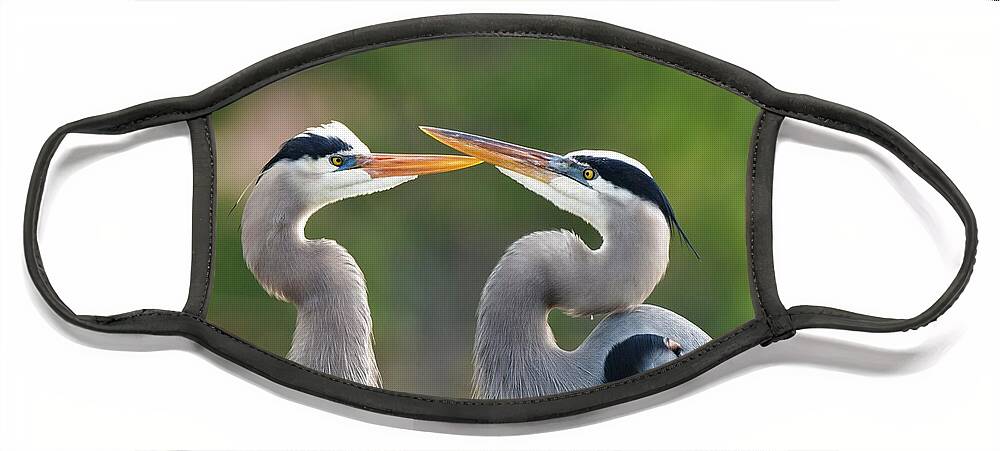 Great Blue Herons Face Mask featuring the photograph Great Blue Heron Pair by Julie Adair