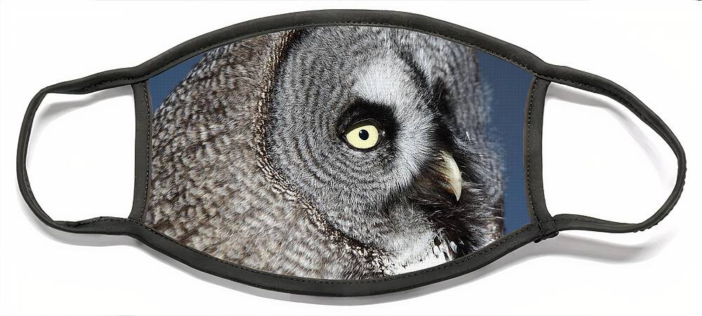 Great Grey Owl Face Mask featuring the photograph Great Grey Owl by Maria Gaellman