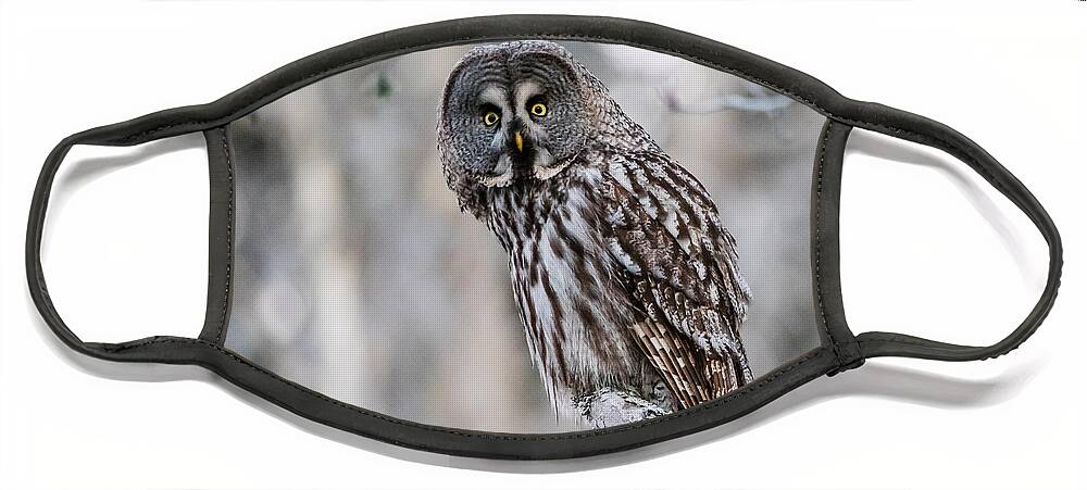 Great Gray Owl Face Mask featuring the photograph Great Grey Owl by Torbjorn Swenelius