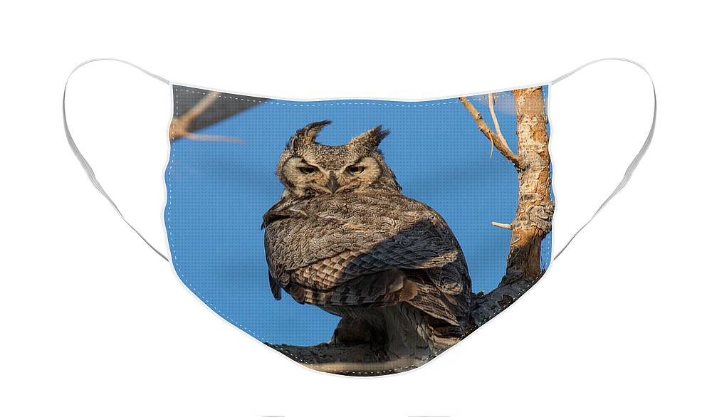 Owl Face Mask featuring the photograph Great Horned Owl Stare by Tony Hake