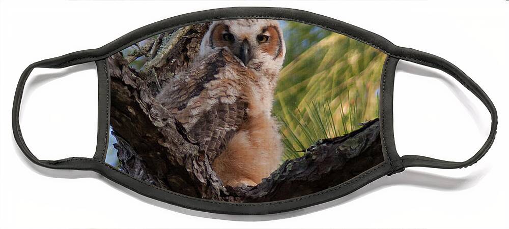 Owl Face Mask featuring the photograph Great Horned Owlet by Paul Rebmann