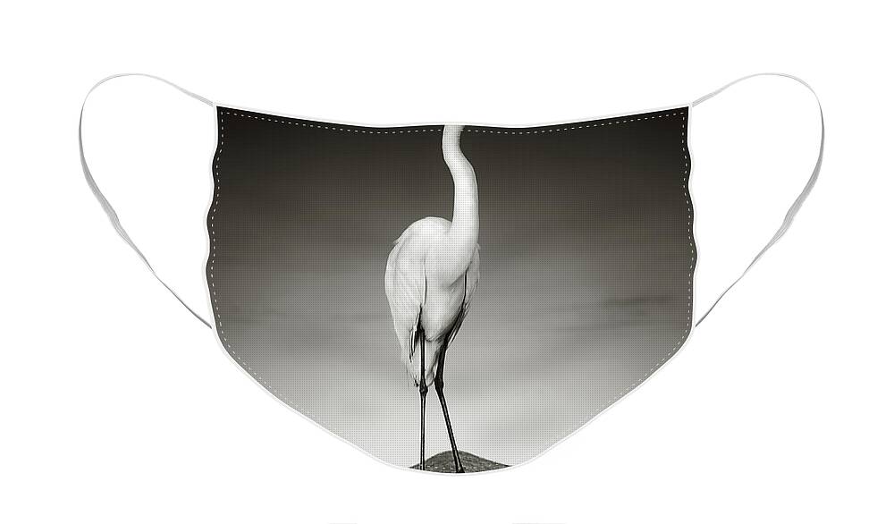 Egret Face Mask featuring the photograph Great white egret on Hippo by Johan Swanepoel