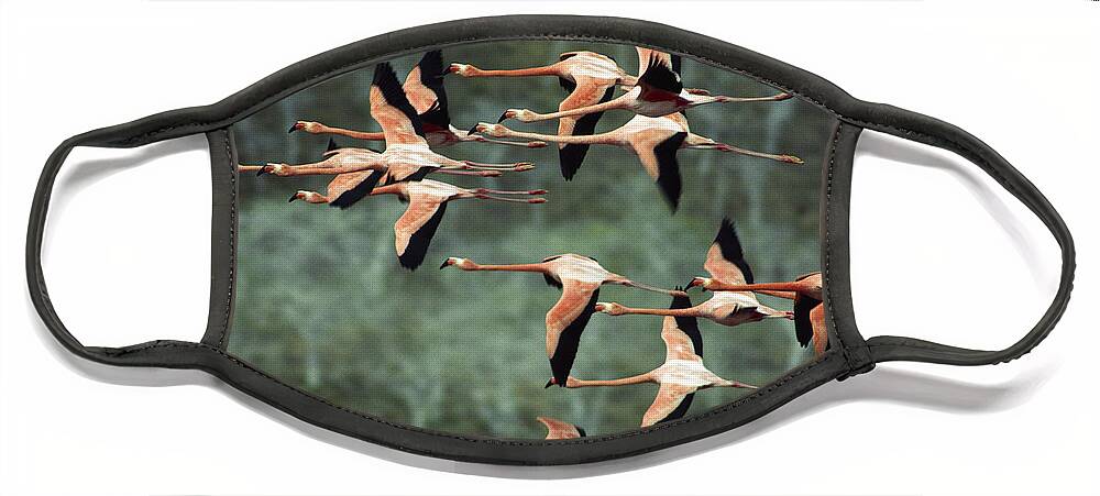 Mp Face Mask featuring the photograph Greater Flamingo Phoenicopterus Ruber by Tui De Roy
