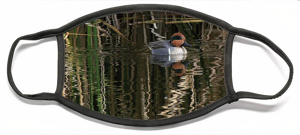 Green Winged Teal Face Mask featuring the photograph Green Winged Teal by Paula Guttilla