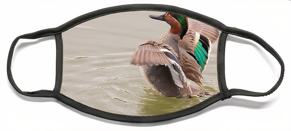 Green-winged Face Mask featuring the photograph Green-winged Teal by Ram Vasudev