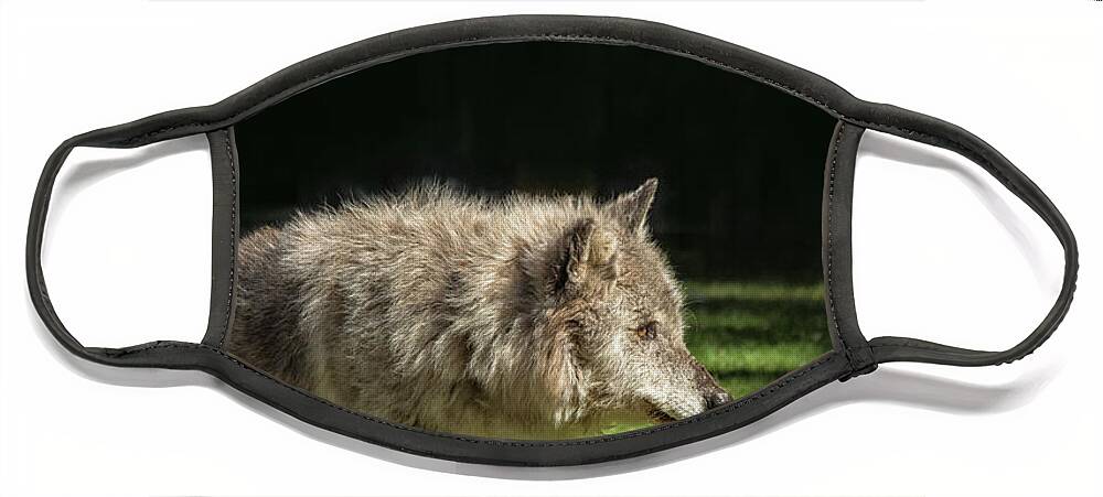 Activity Face Mask featuring the photograph Grey wolf in close up by Patricia Hofmeester