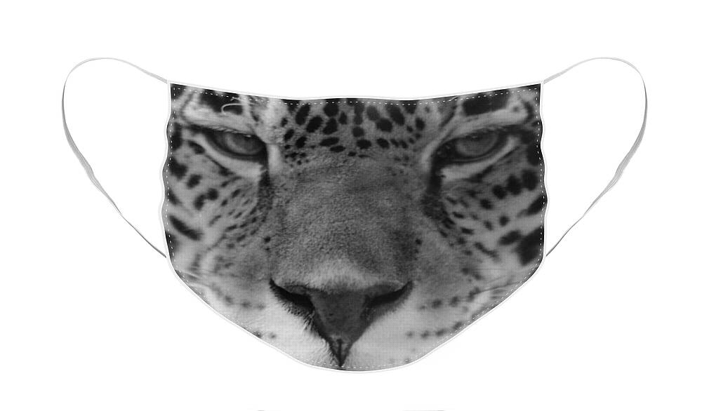 Tiger Face Mask featuring the photograph Grumpy Tiger by Joseph Caban