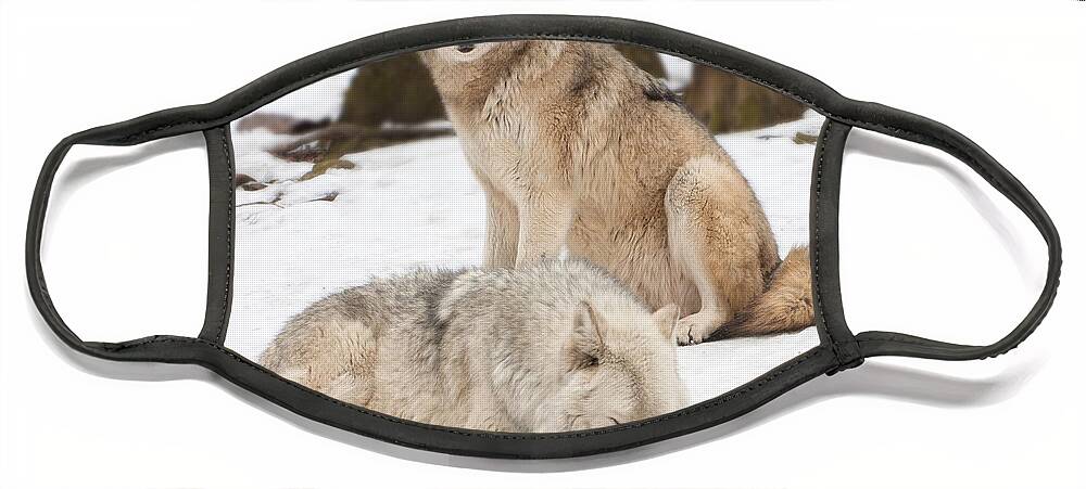 Wolf Face Mask featuring the photograph Guarding His Companion by Gary Slawsky