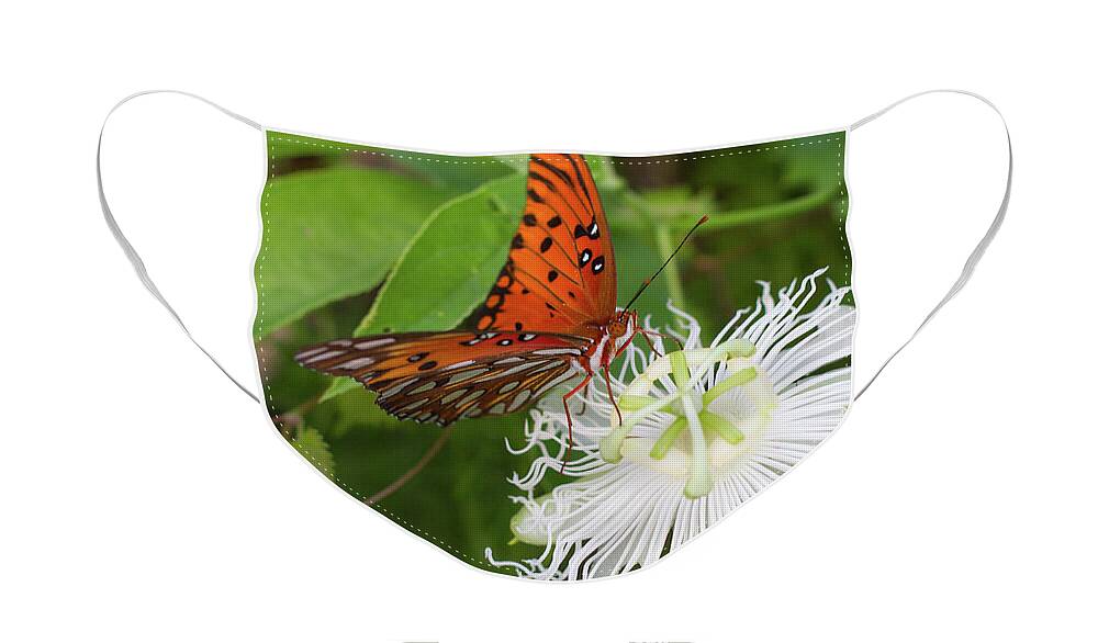 Gulf Fritillary Face Mask featuring the photograph Gulf Fritillary on White Passionflower by Paul Rebmann