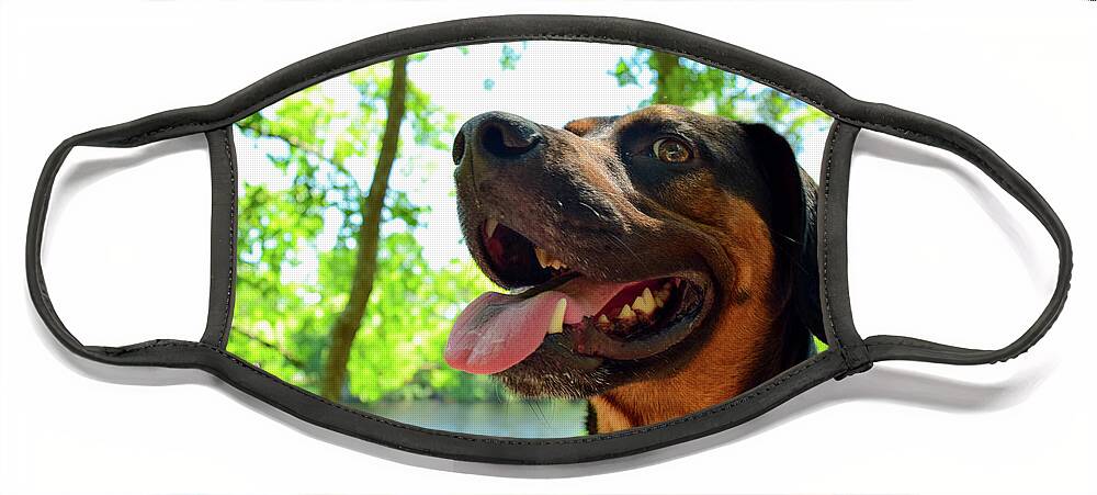 Hike Face Mask featuring the photograph Gus on a Hike by Nicole Lloyd