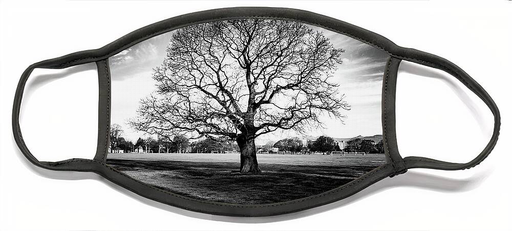 Tree Face Mask featuring the photograph Hagley Tree Landscape by Roseanne Jones