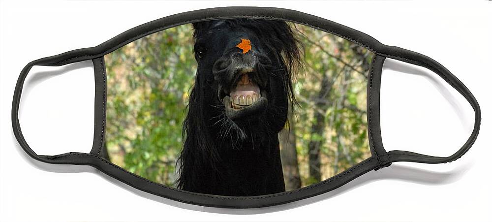 Friesian Face Mask featuring the photograph Happy Fall by Fran J Scott