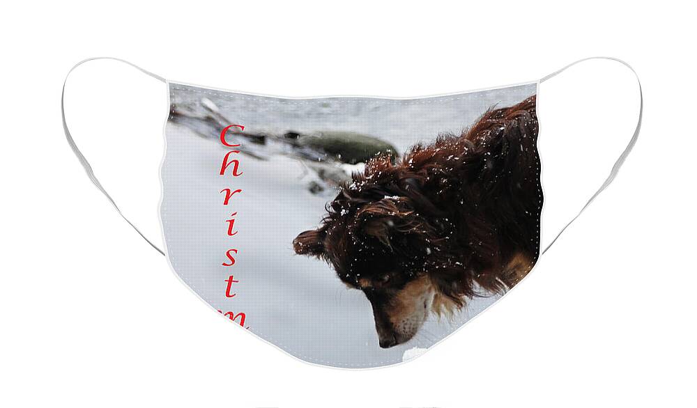 Dog Christmas Cards Face Mask featuring the photograph Have An Aussie Christmas by Debbie Oppermann
