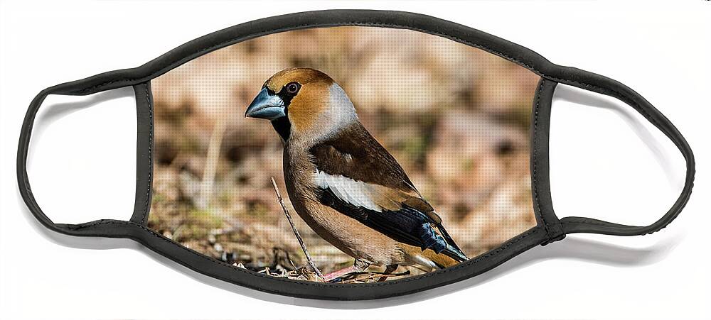 Hawfinch's Gaze Face Mask featuring the photograph Hawfinch's gaze by Torbjorn Swenelius