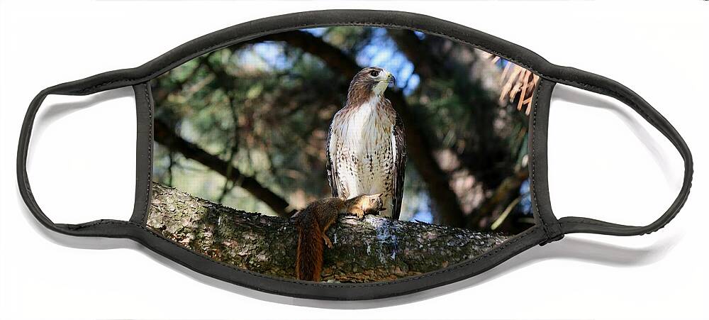 Hawk Face Mask featuring the photograph Hawk with squirrel by Christy Pooschke