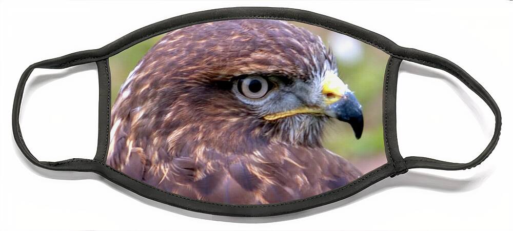 Bird Face Mask featuring the photograph Hawks eye view by Stephen Melia