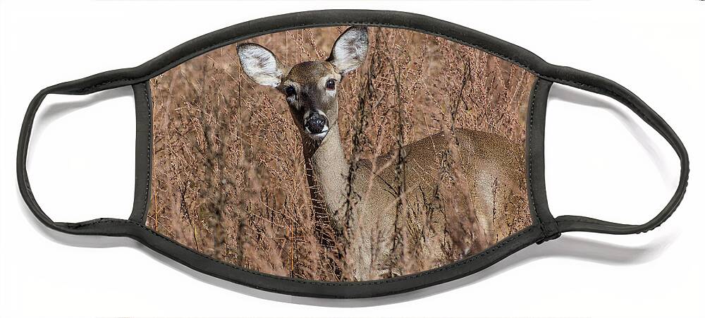 Wildlife Face Mask featuring the photograph Hello by John Benedict