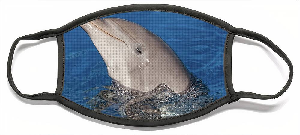 Dolphin Face Mask featuring the photograph Hello Nellie by Paul Rebmann