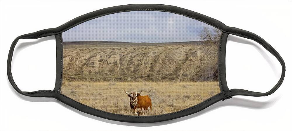 Hereford Face Mask featuring the photograph Hereford Bull by Amanda Smith