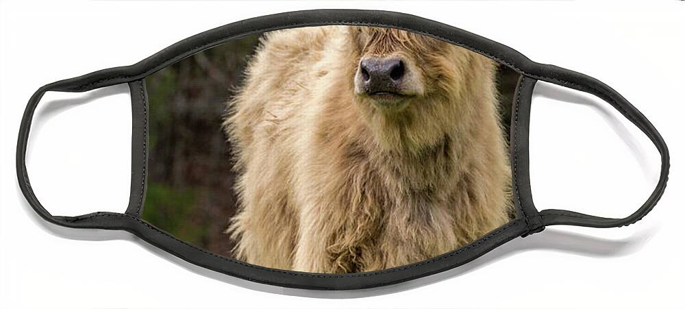Calf Face Mask featuring the photograph Highland Calf by Holly Ross