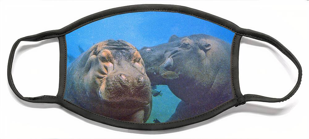 Animals Face Mask featuring the photograph Hippos in Love by Steve Karol